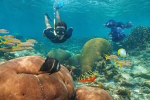 Catalina Island Snorkeling